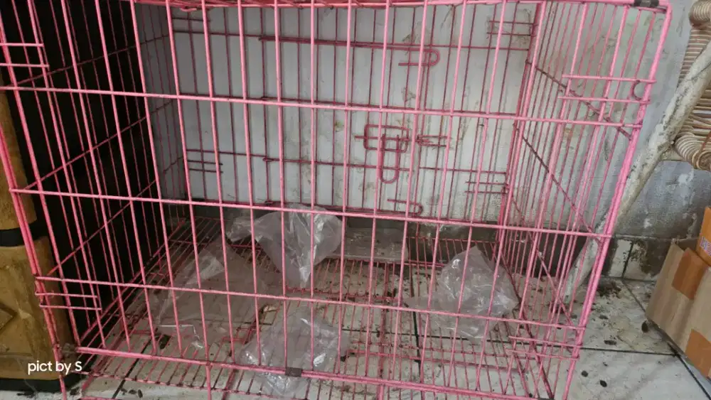 Kandang anjing tanggung