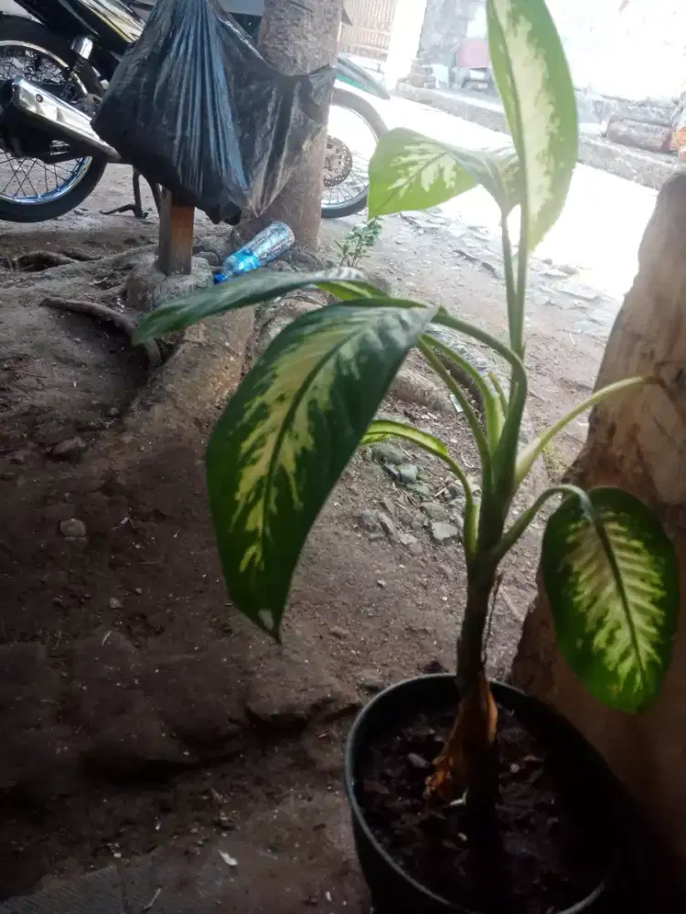 Jual pohon hias belanceng zebra Rimbun