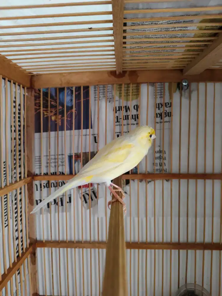 Kenari betina babon bodi besar warna cerah