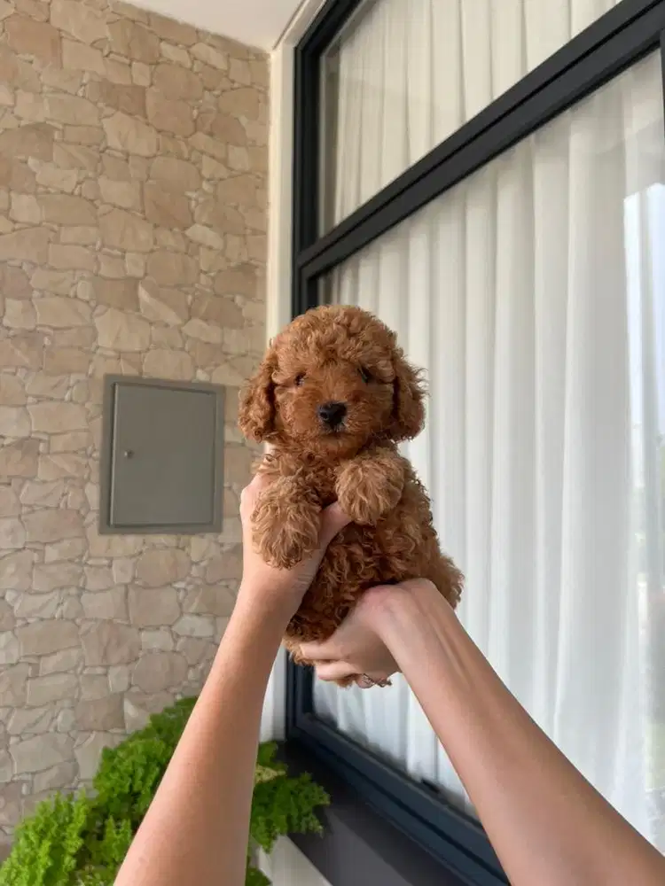 Apricot Toy Poodle Betina Teddy Bear