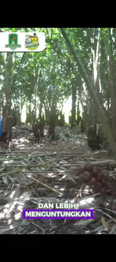 Dijual kebun / ladang Salak Pondoh sudah menghasilkan hp
