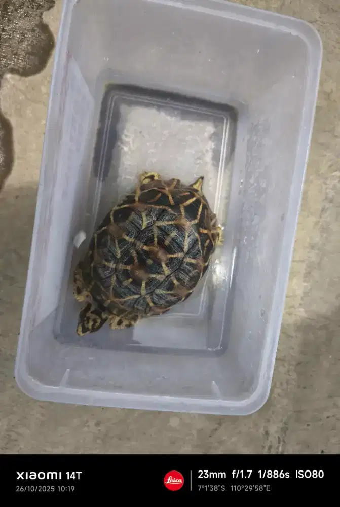 KURA DARAT INDIAN STAR 11CM