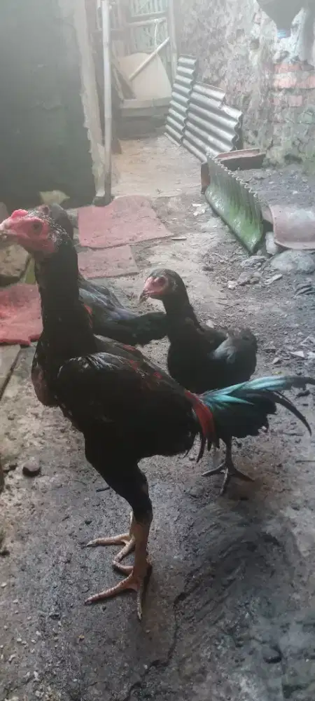 Jual cepat 3 ekor ayam bangkok mangoun