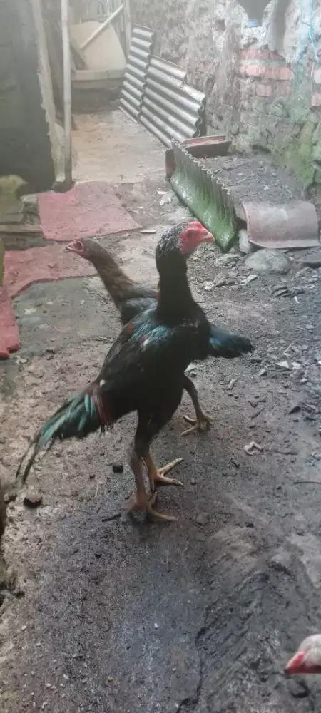 Jual cepat 3 ekor ayam bangkok mangoun