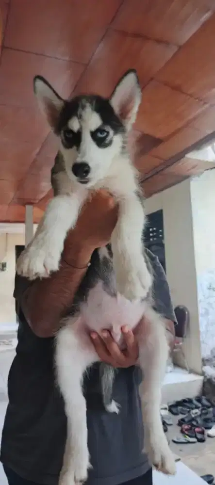 Dijual Siberian Husky asli pure