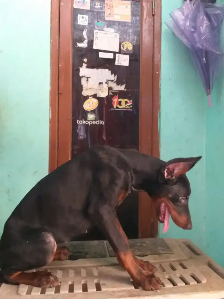 Doberman 5 bulan udah keren telinga kupir sembuh doking ekor  Setambum