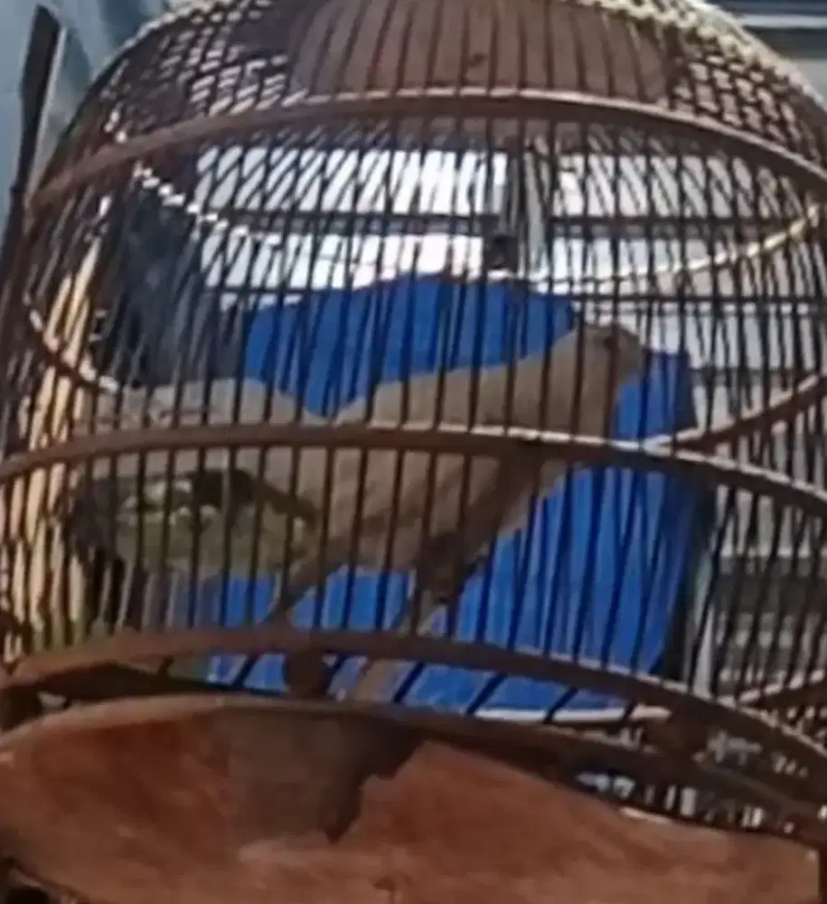 Burung perkutut putih gacoran siap di dadak
