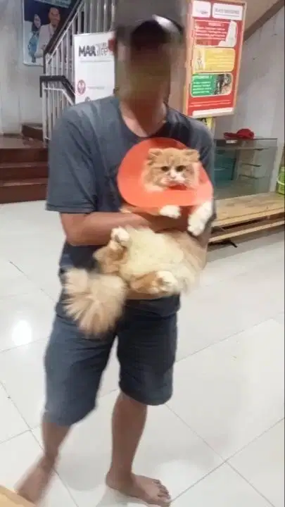 Kucing Persia Betina