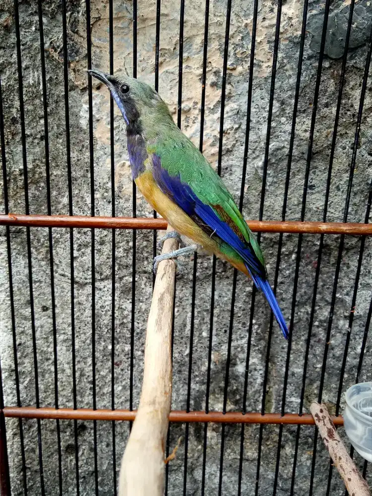 Cungko/Cungkok Ex Murai