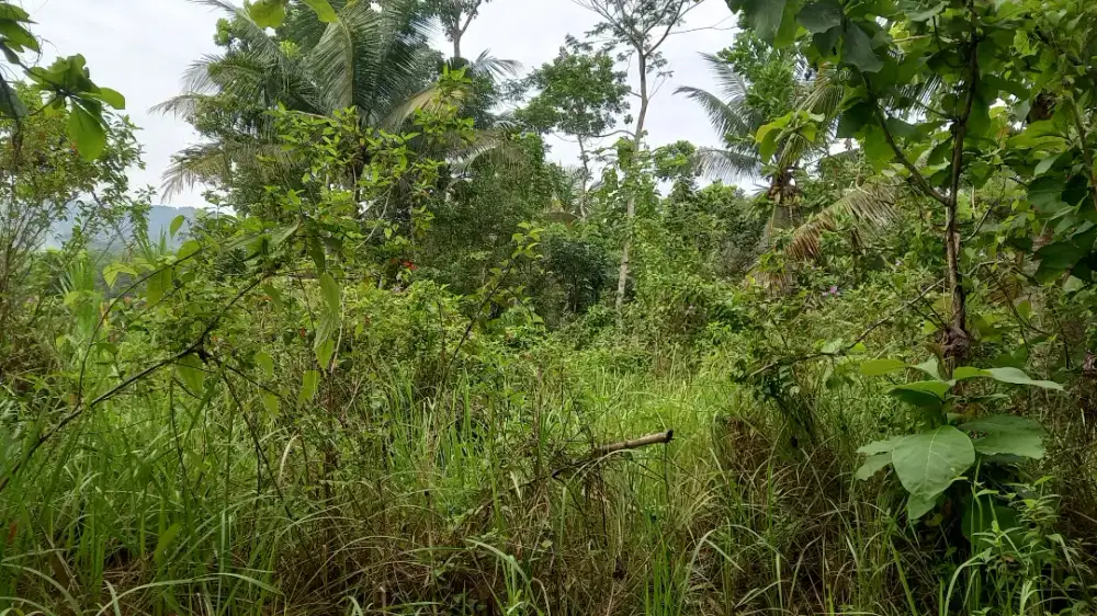 Dijual Tanah Kebun Murah