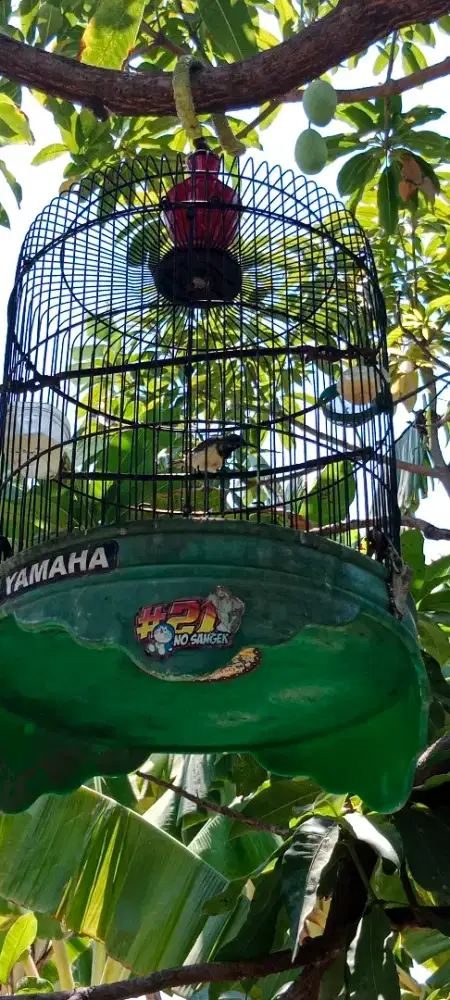 Burung sri ganti jantan