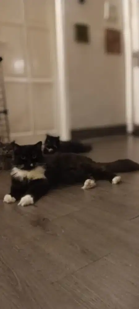 Jasa suruh bersih2 dan antar jemput