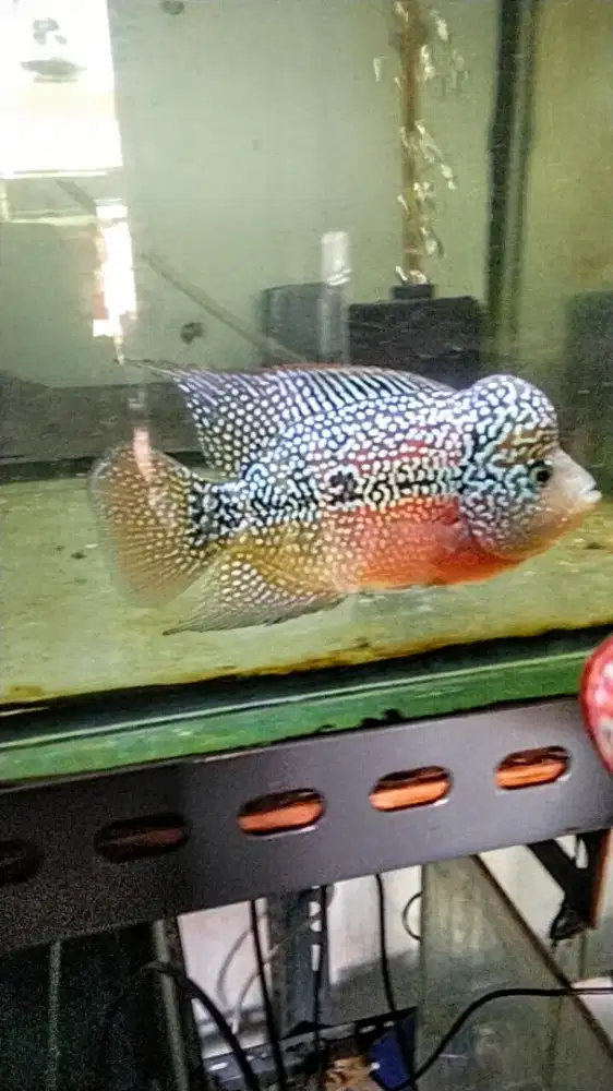 Sepasang louhan kamfa