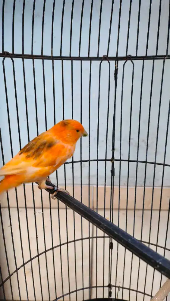 Kenari jantan gacor merlok lokal