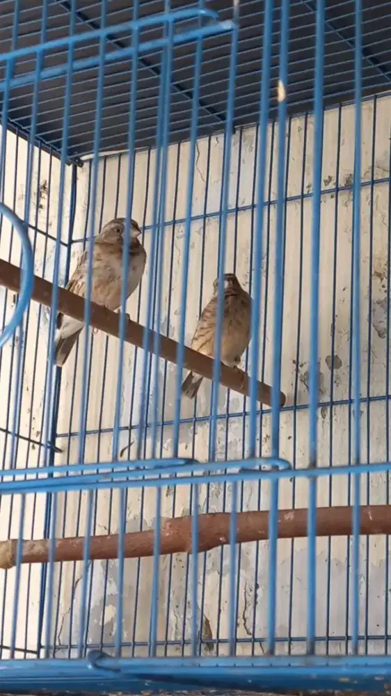 Burung blackthroat sepasang