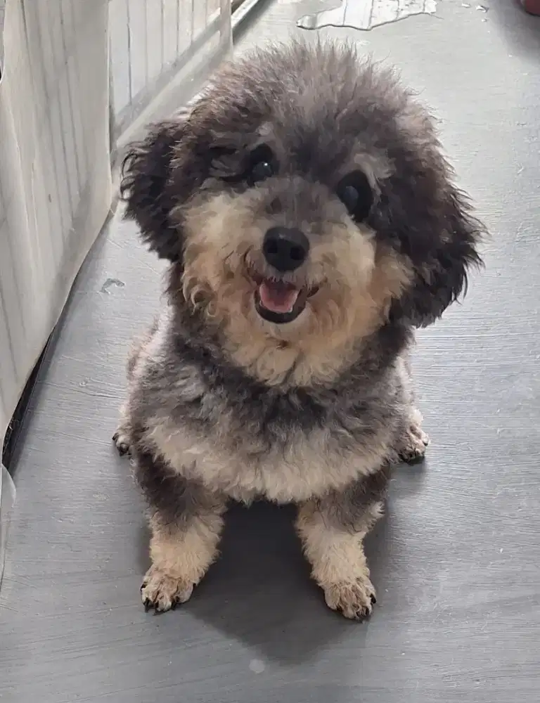 Jasa pacak toy poodle cebol warna bagus