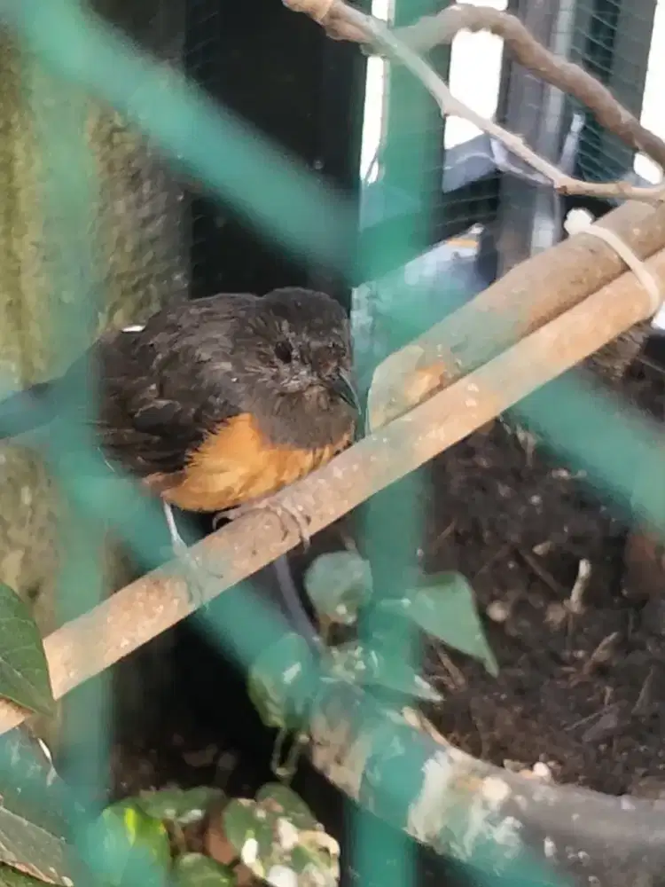 Burung Murai Batu beti