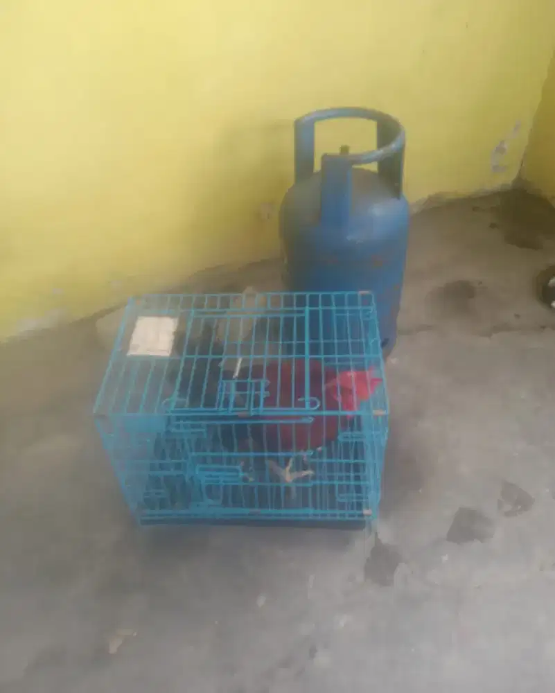 Jual Ayam Jago Jantan