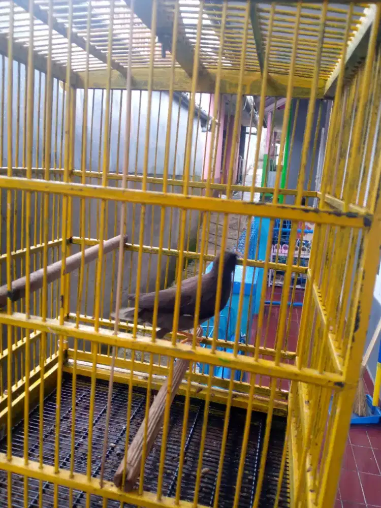 Jalak kebo plus kurung