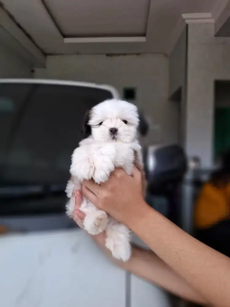 Shihtzu male tricol vksn