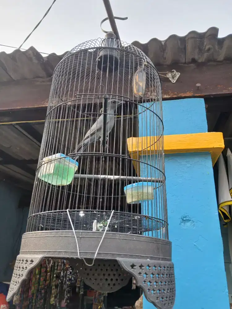Burung kepodang sunggu