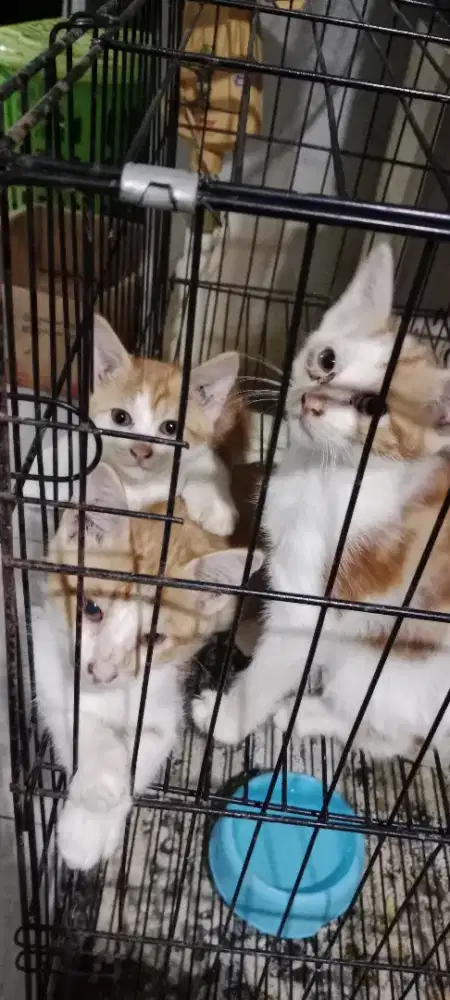 Free Adopsi.. Kitten 2 bulan