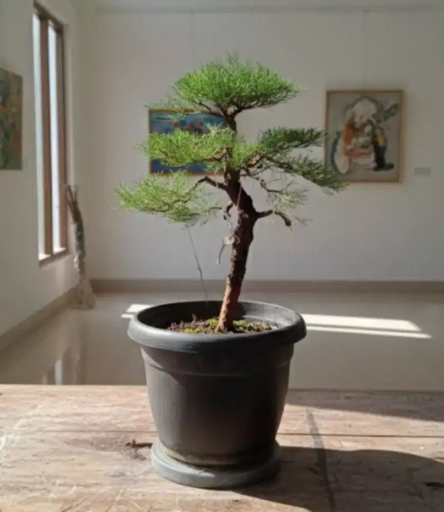 Bonsai Cemara Udang bunjin style