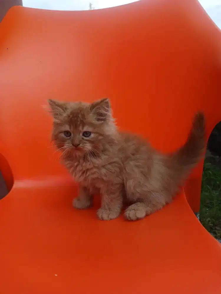 Anak kucing Persia