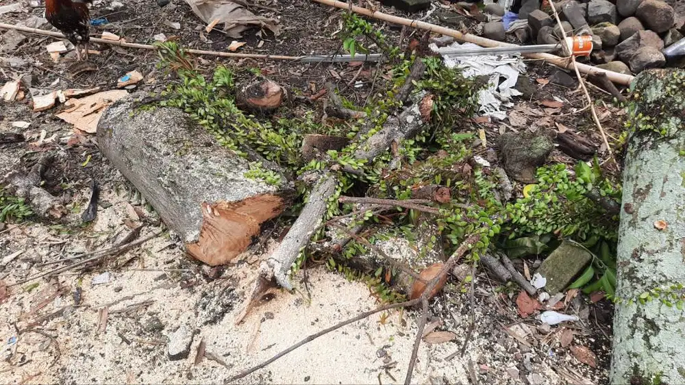 batang pohon mangga yang sudah terpotong panjang kisaran 30 - 50 cm