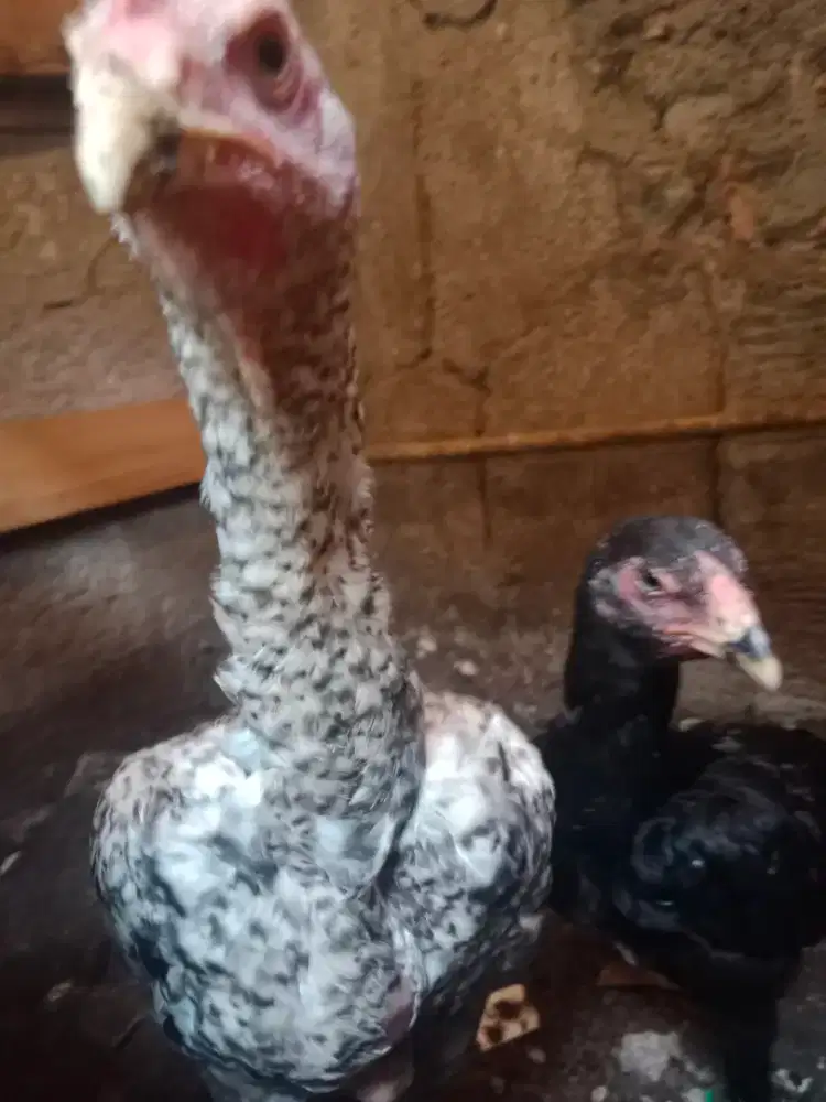 Sepasang ayam shamo remaja