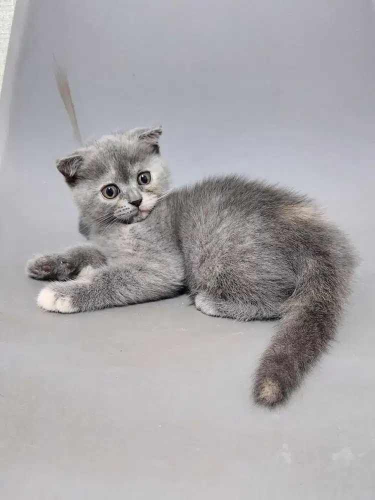 Kucing Scottish Fold Shorthair Betina 2 Bulan