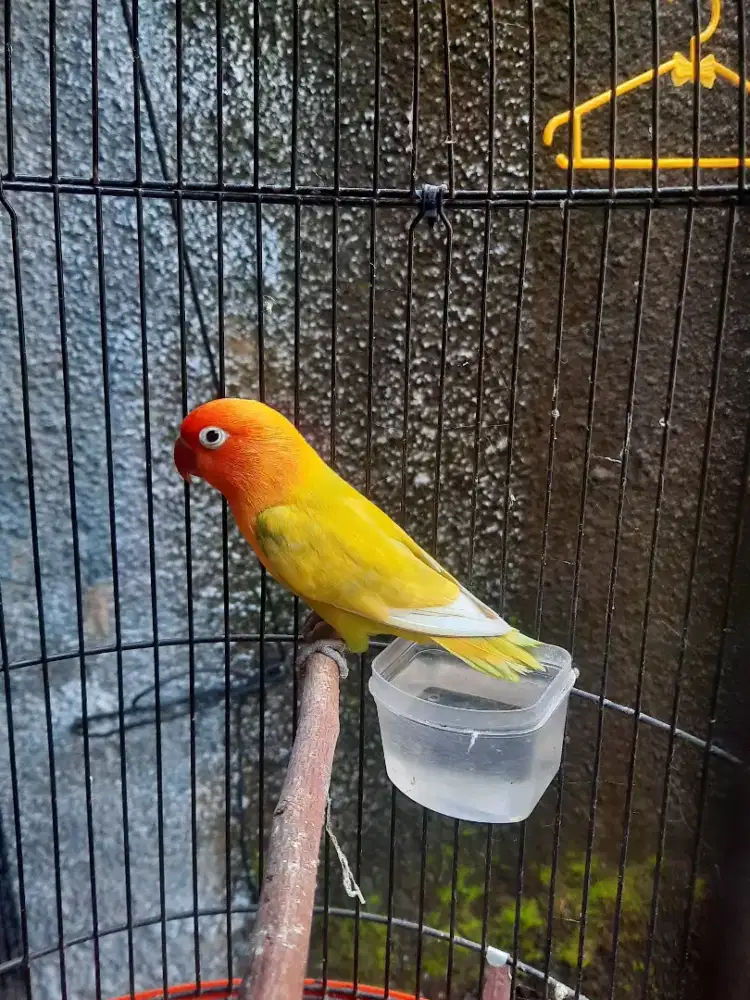 Lovebird Paskun monggo