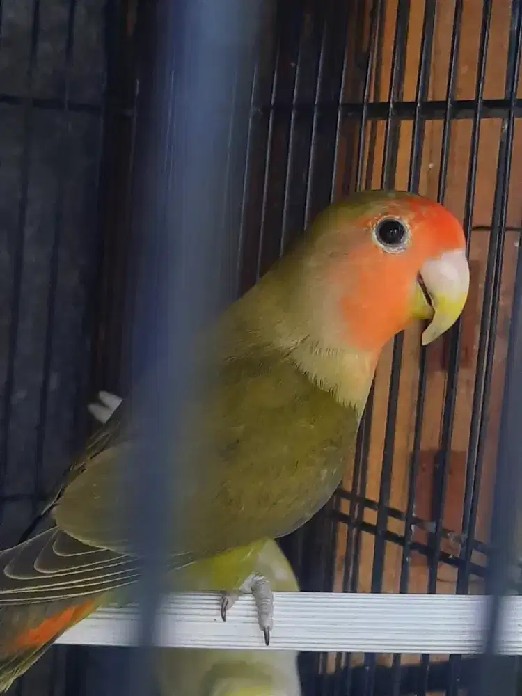 Lovebird NonKlep Dewasa Jantan