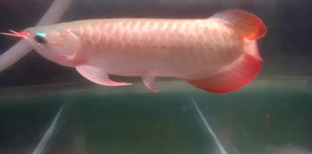 Ikan arwana super red 35cm.