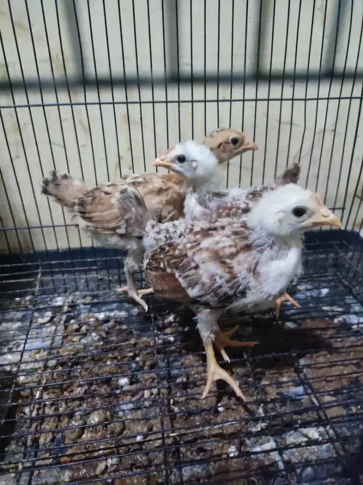 Anakan ayam elba 1 bulan