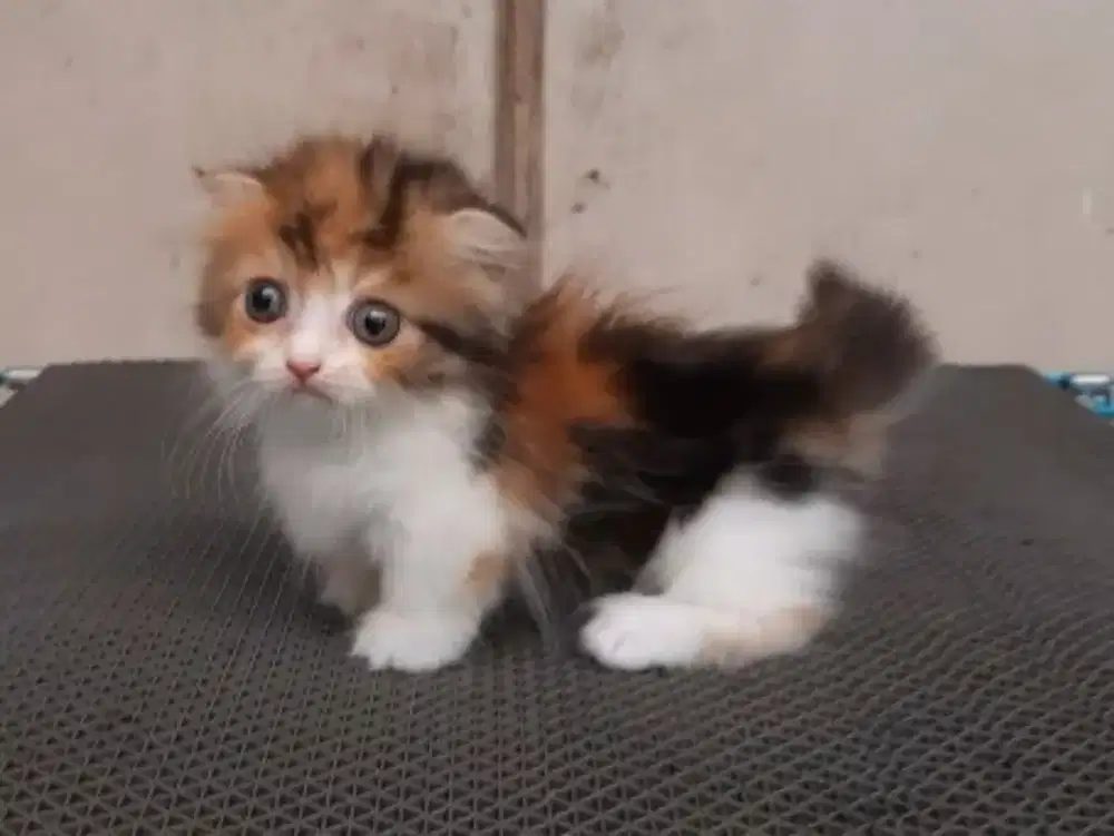 Munchkin gaelic (scottis fold)