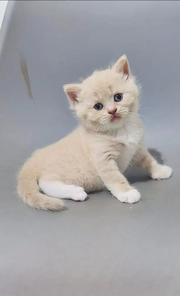 Kucing Scottish Straight Shorthair Jantan 2 bulan