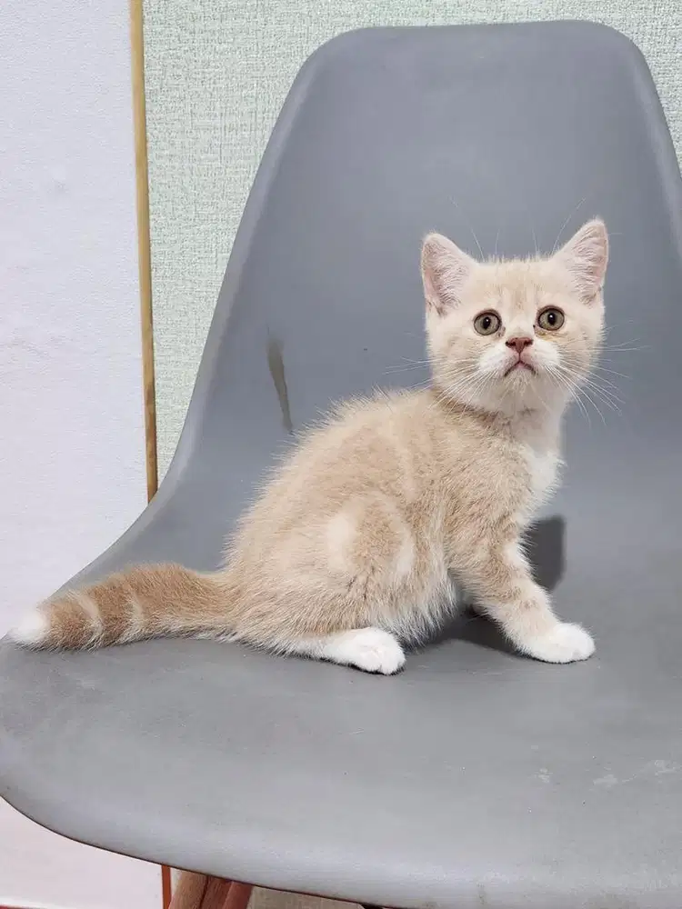 Kucing Scottish Straight Shorthair Jantan 2 Bulan
