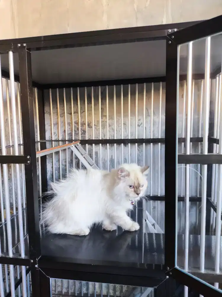 lepas adopsi
Ragdoll Bulu Putih (Betina) usia 5bln , Non Pedigree