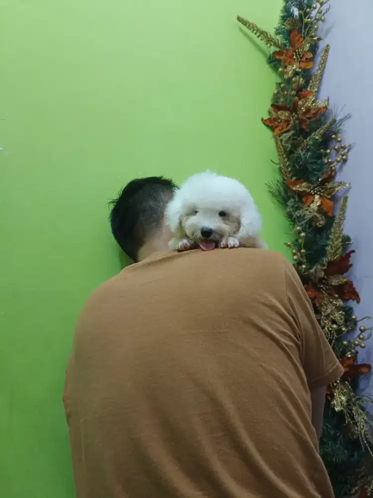 Dijual anjing poodle, bichon, yorkie