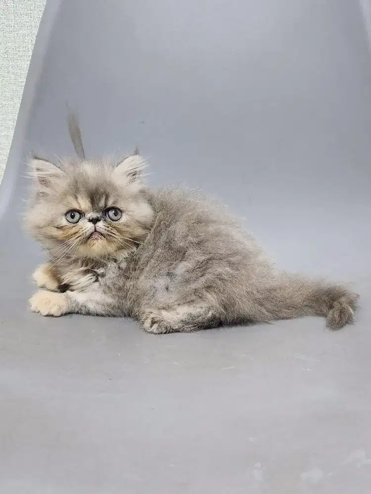 Kucing Peaknose Tortie Longhair Betina 2 bulan