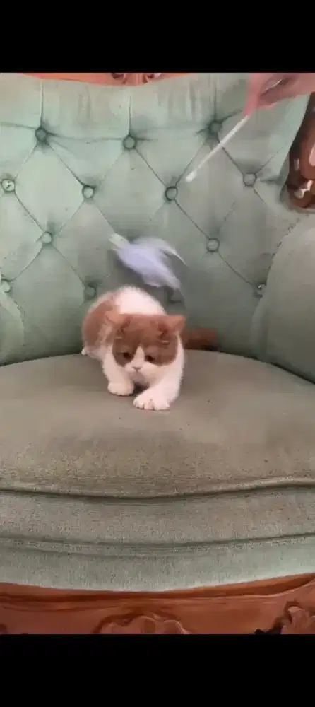 British shorthair cinamon bicolor betina