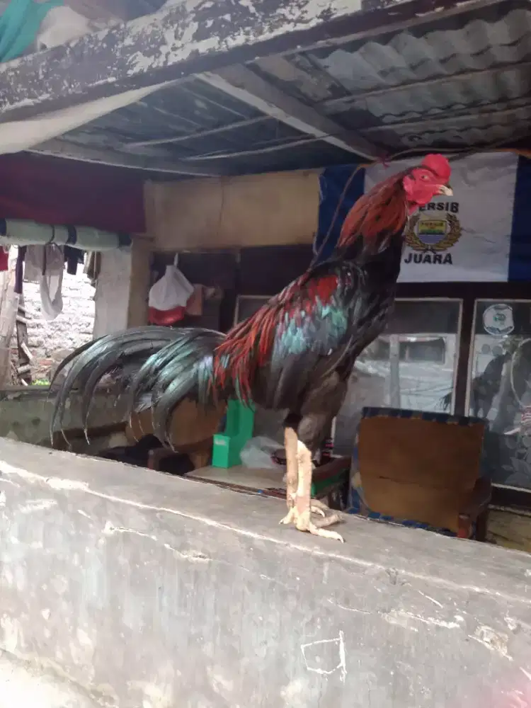 Ayam Bangkok jantan murah bonus terpal