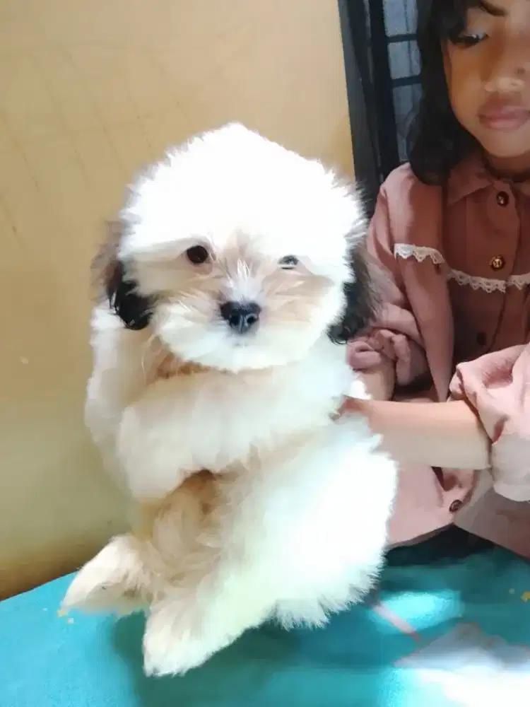 Shihtzu anakan betina jantan