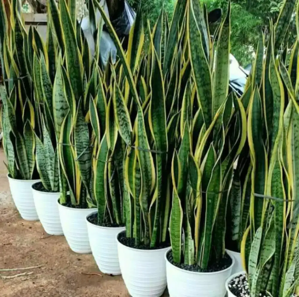 tanaman sensiveria/lidah mertua