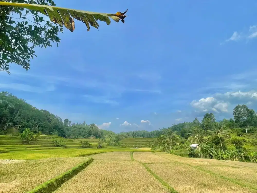 Dijual Murah Tanah Kebun Pinggir Sawah di Pangkalan Bojong Purwakarta
