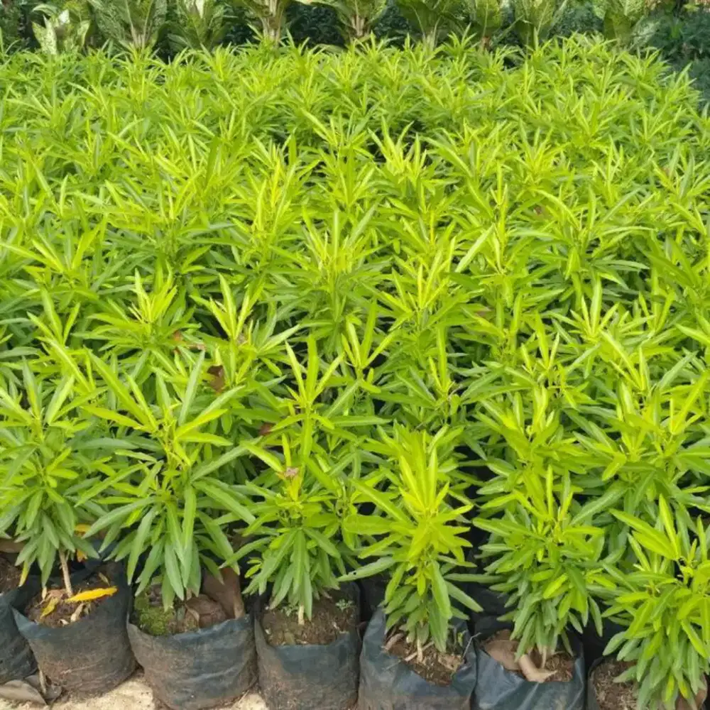 tanaman hias jodiak/lavender