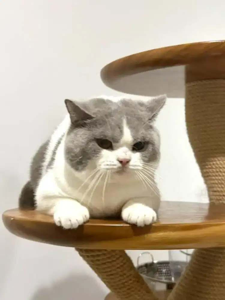 British shorthair pejantan ped wcf