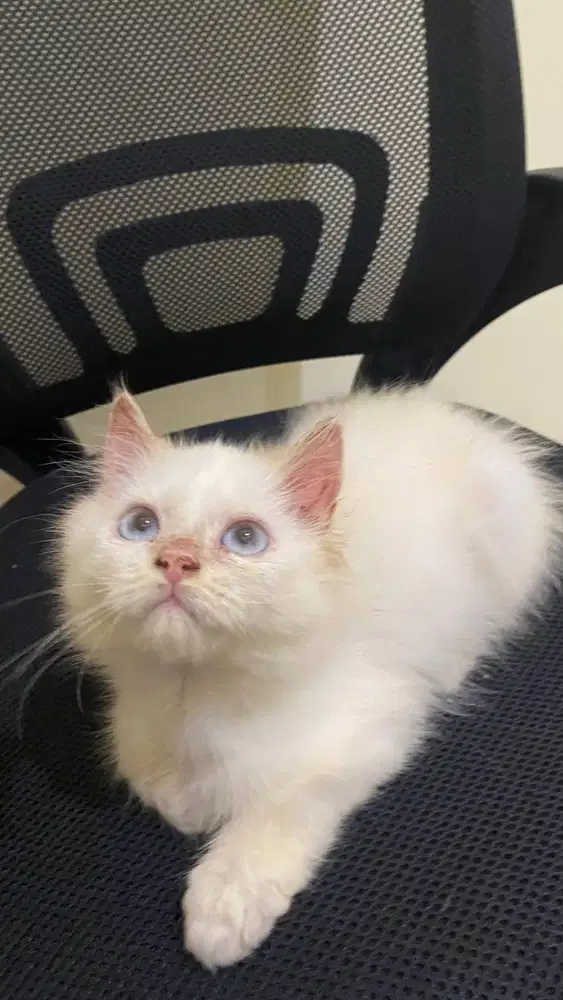 Ready Adopsi Kucing kitten jantan 2,5 bulan Himalaya Red Point