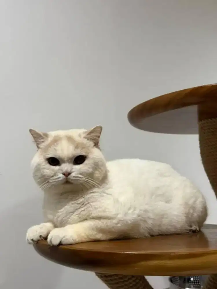 British shorthair pejantan pedigree